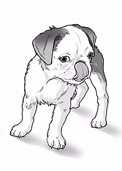 Bulldoggen-Welpe in schwarz-weißer Fast-Line-Comic-Illustration