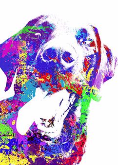 Hund in leuchtendem Pop-Art-Stil mit bunten Farbspritzern auf weißem Hintergrund