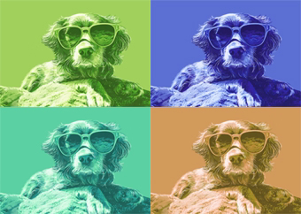Hund mit Sonnenbrille im Pop-Art-Stil vierfarbig auf quadratischem Raster