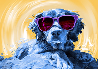 Pop-Art Hund mit pinker Sonnenbrille auf gelbem Hintergrund